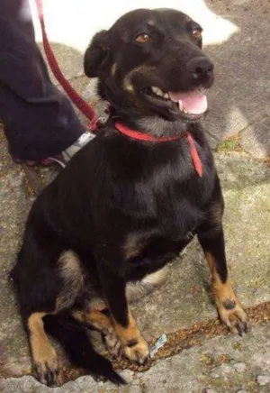 Cachorro raça SRD idade 2 anos nome Brenda