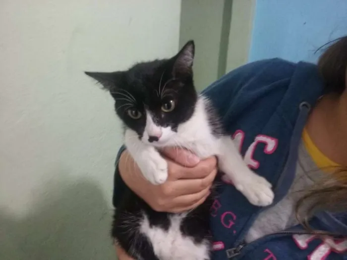 Gato ra a ND idade 2 a 6 meses nome Sofi 