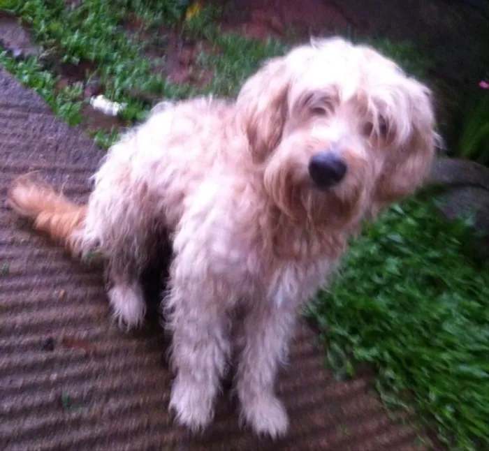 Cachorro ra a Não sei idade 2 anos nome Não sei, achei ela 