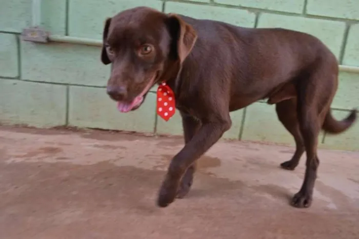 Cachorro ra a SRD idade 2 anos nome CHOCOLATE, fofo e l
