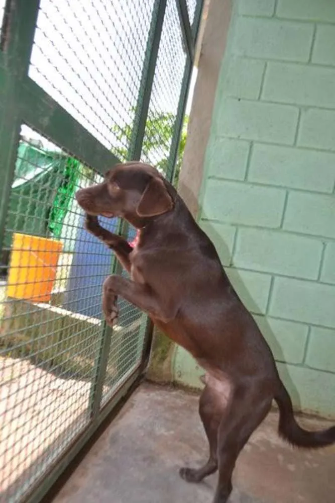 Cachorro ra a SRD idade 2 anos nome CHOCOLATE, fofo e l
