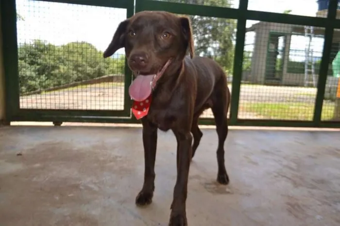 Cachorro ra a SRD idade 2 anos nome CHOCOLATE, fofo e l
