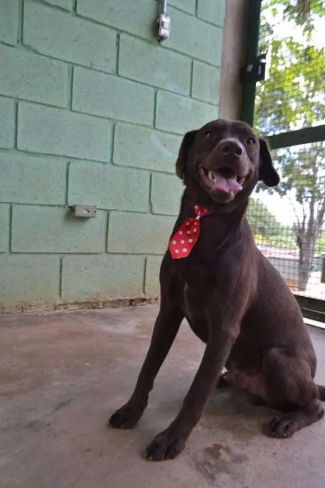 Cachorro ra a SRD idade 2 anos nome CHOCOLATE, fofo e l