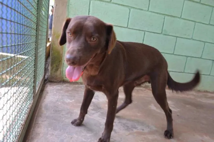 Cachorro ra a SRD idade 2 anos nome CHOCOLATE, fofo e l
