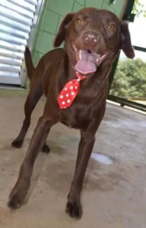 Cachorro raça SRD idade 2 anos nome CHOCOLATE, fofo e l