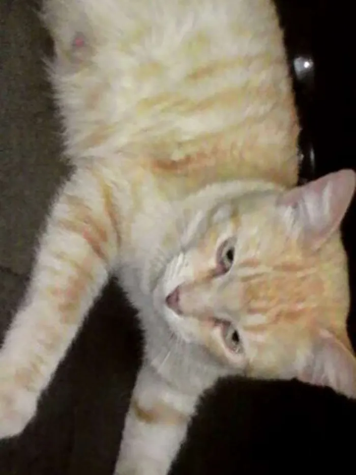 Gato raça nao definida idade 4 anos nome rebeca