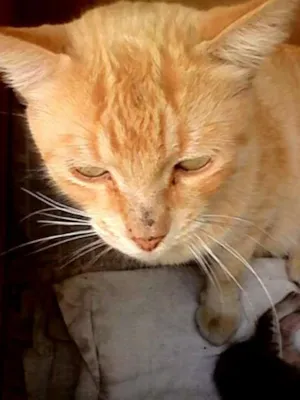 Gato raça nao definida idade 4 anos nome rebeca