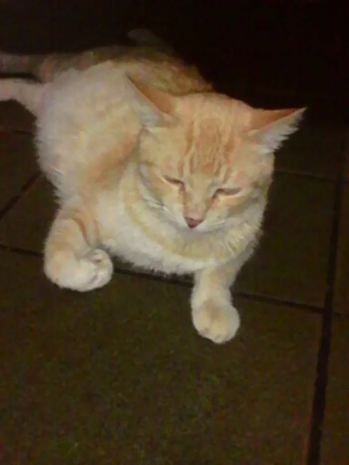 Gato raça nao definida idade 4 anos nome rebeca