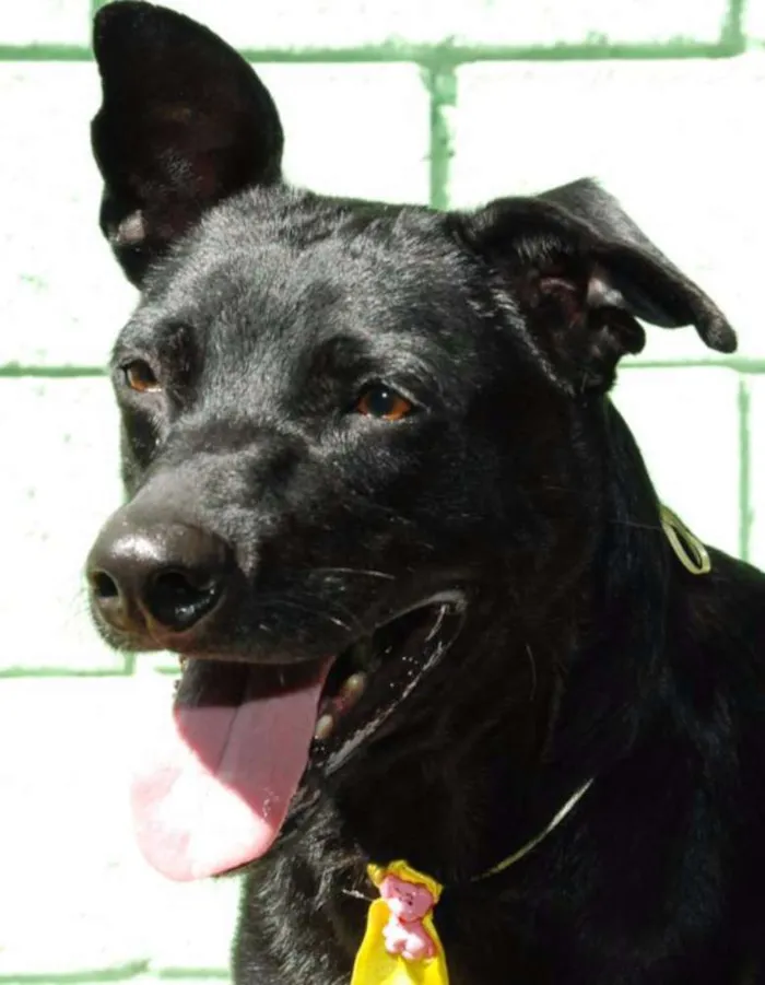 Cachorro raça SRD idade 6 ou mais anos nome BONGO, uma delícia 