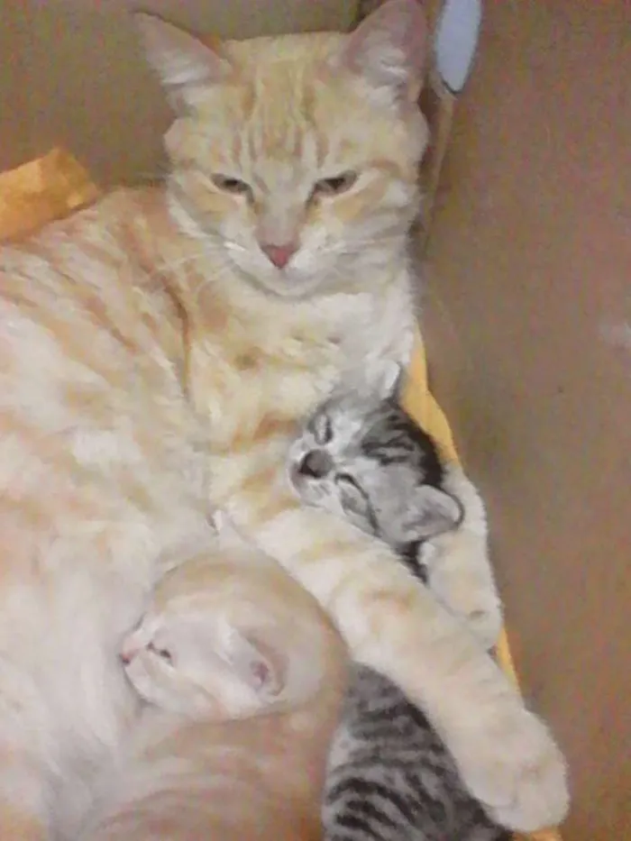 Gato raça nao definida idade 4 anos nome rebeca