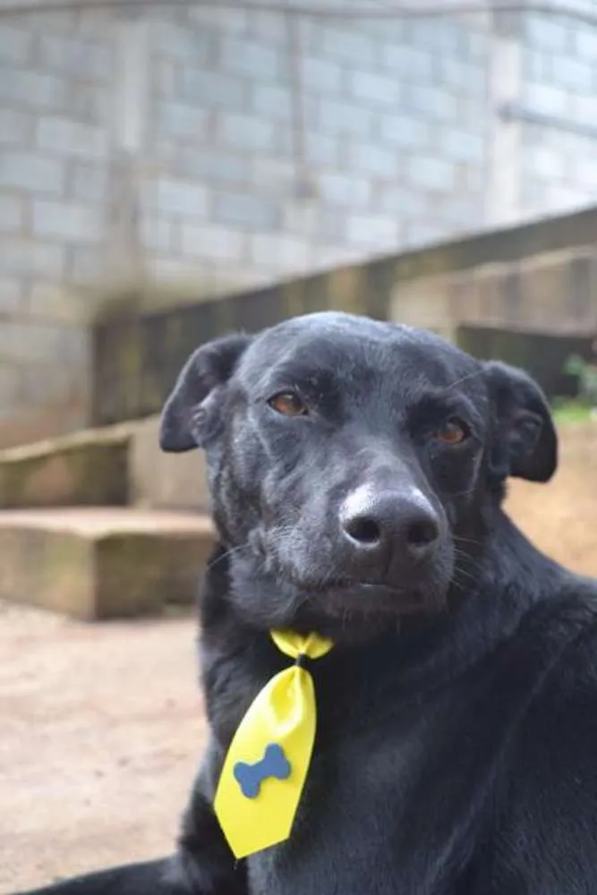 Cachorro raça SRD idade 6 ou mais anos nome BONGO, uma delícia 