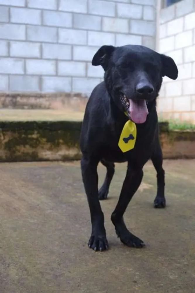 Cachorro raça SRD idade 6 ou mais anos nome BONGO, uma delícia 