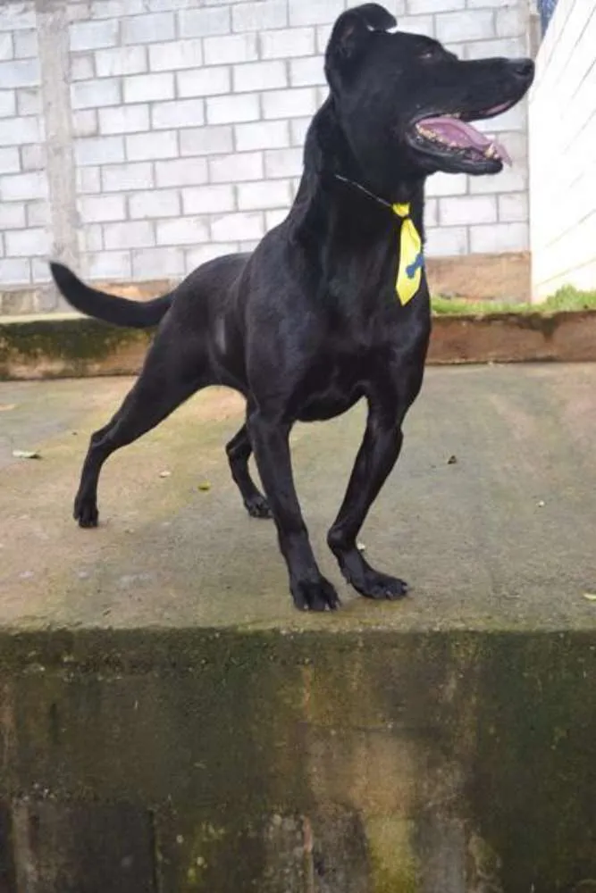 Cachorro raça SRD idade 6 ou mais anos nome BONGO, uma delícia 