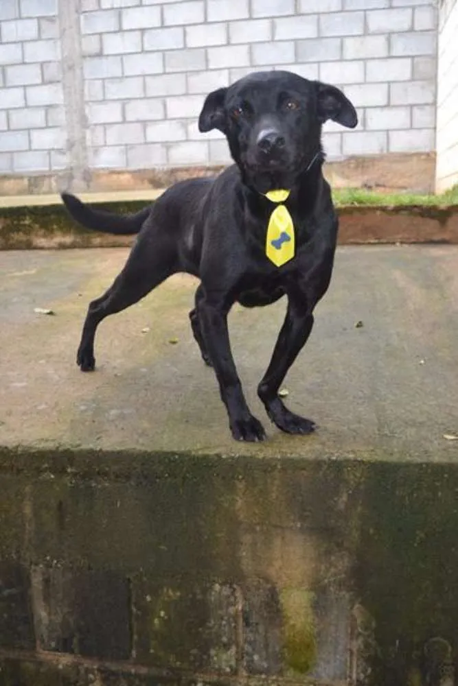 Cachorro raça SRD idade 6 ou mais anos nome BONGO, uma delícia 