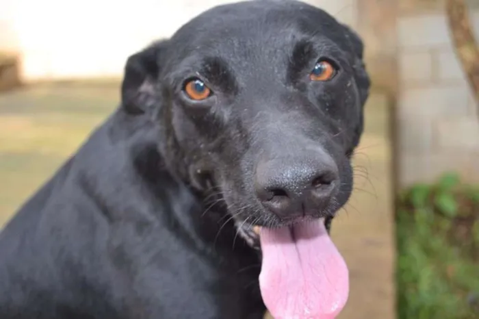 Cachorro raça SRD idade 6 ou mais anos nome BONGO, uma delícia 