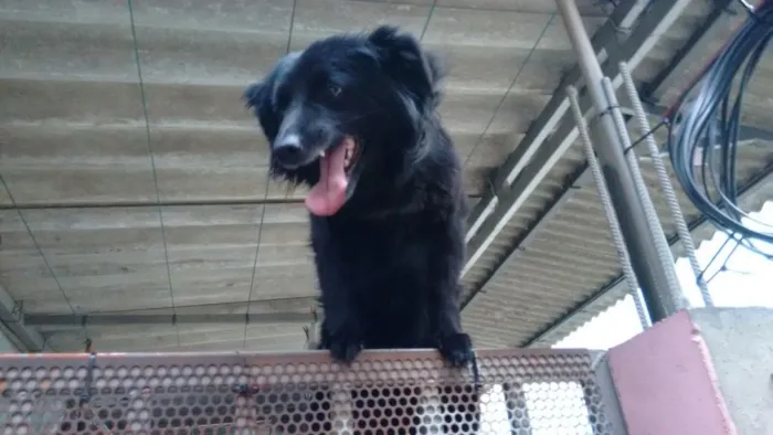 Cachorro ra a Vila lata idade 3 anos nome Pretinha