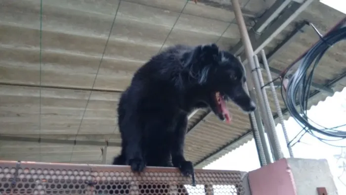 Cachorro ra a Vila lata idade 3 anos nome Pretinha