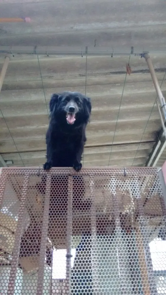 Cachorro ra a Vila lata idade 3 anos nome Pretinha