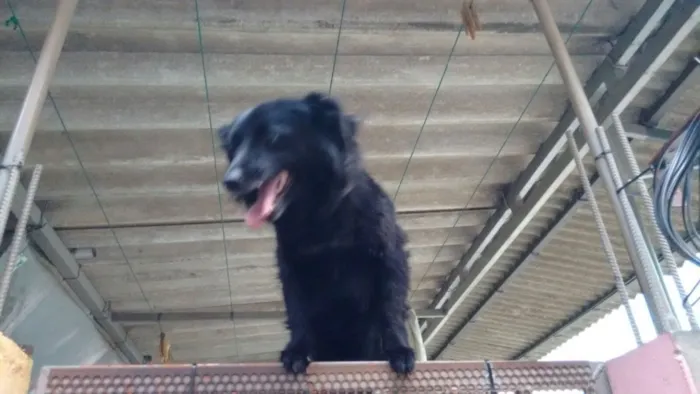 Cachorro ra a Vila lata idade 3 anos nome Pretinha