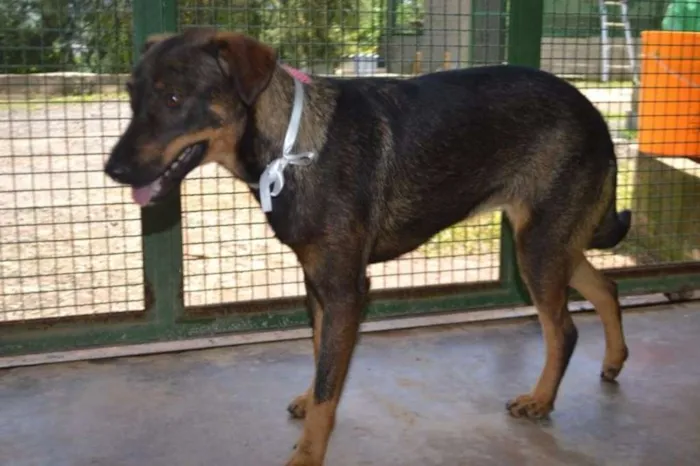 Cachorro ra a SRD idade 2 anos nome CELINE, meiga e doce!
