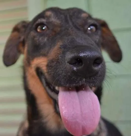 Cachorro ra a SRD idade 2 anos nome CELINE, meiga e doce!