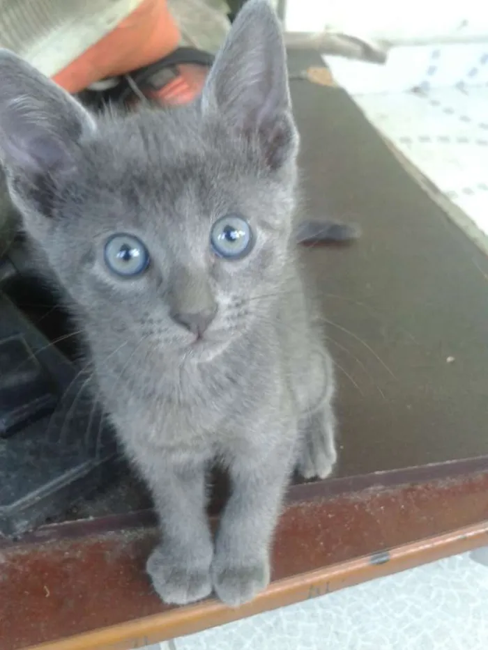 Gato ra a SRD idade 2 a 6 meses nome POLENGUINHO
