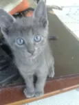 POLENGUINHO
