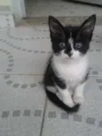 POLENGUINHO