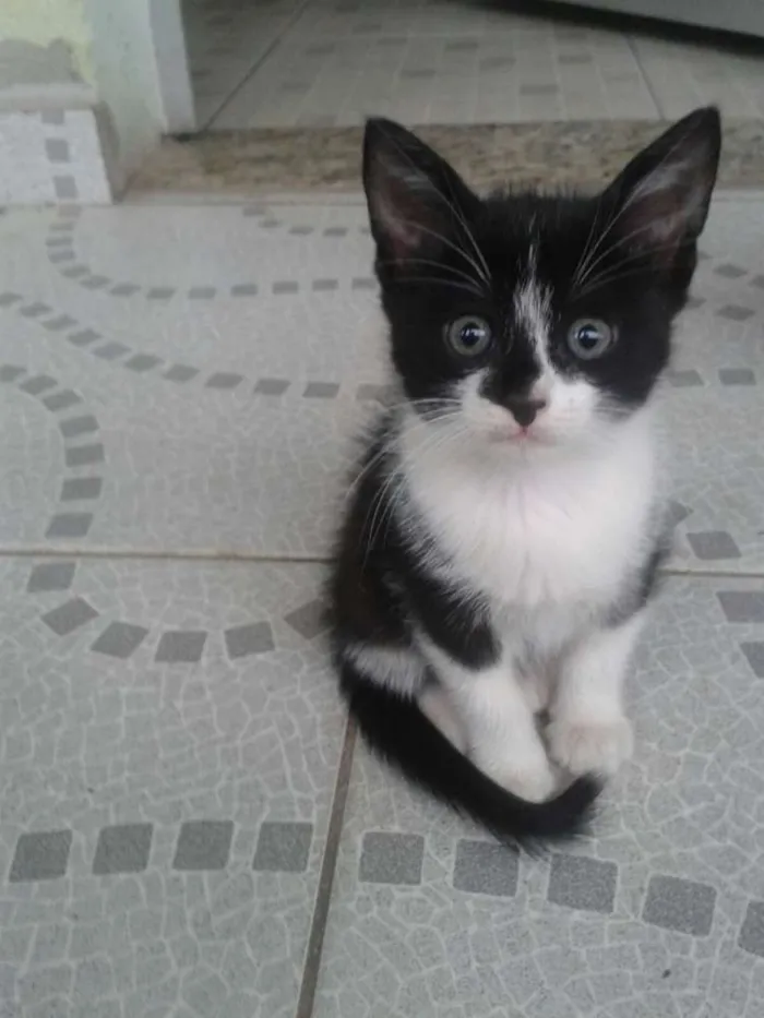 Gato ra a SRD idade 2 a 6 meses nome POLENGUINHO