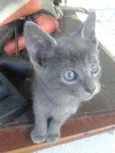 POLENGUINHO