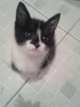POLENGUINHO