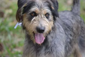 Cachorro raça SRD idade 4 anos nome LARISSA, doce Lari!