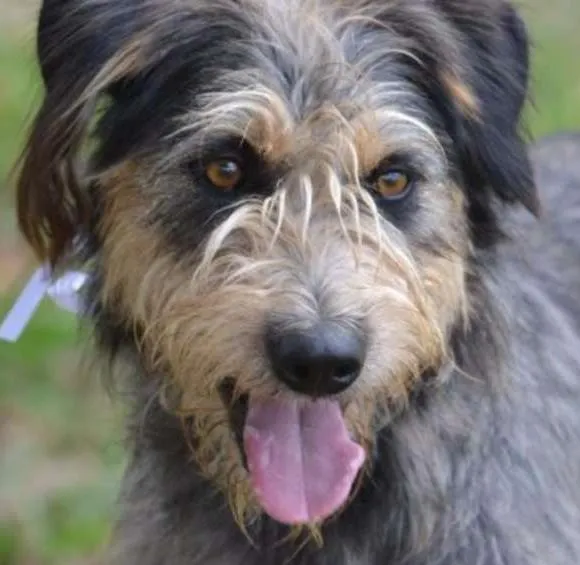 Cachorro ra a SRD idade 4 anos nome LARISSA, doce Lari!