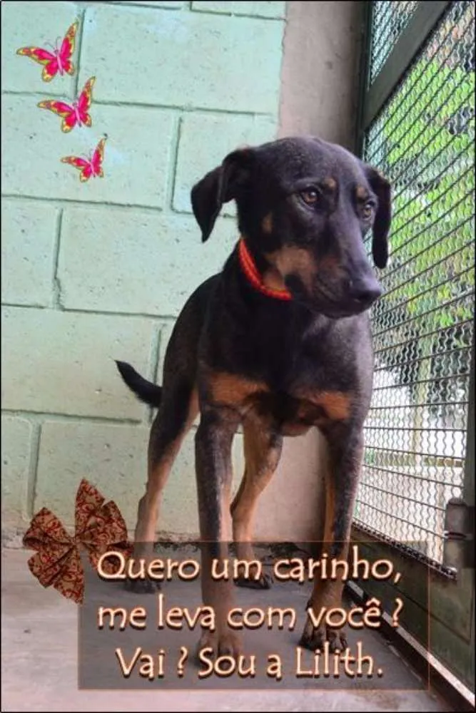 Cachorro ra a SRD idade 3 anos nome LILITH, doce e meiga!
