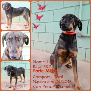 Cachorro raça SRD idade 3 anos nome LILITH, doce e meiga!