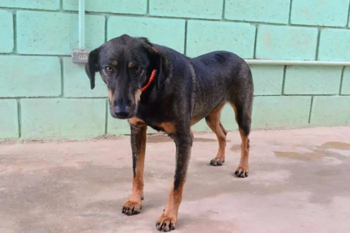 Cachorro ra a SRD idade 3 anos nome LILITH, doce e meiga!
