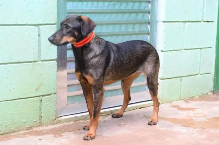 Cachorro ra a SRD idade 3 anos nome LILITH, doce e meiga!
