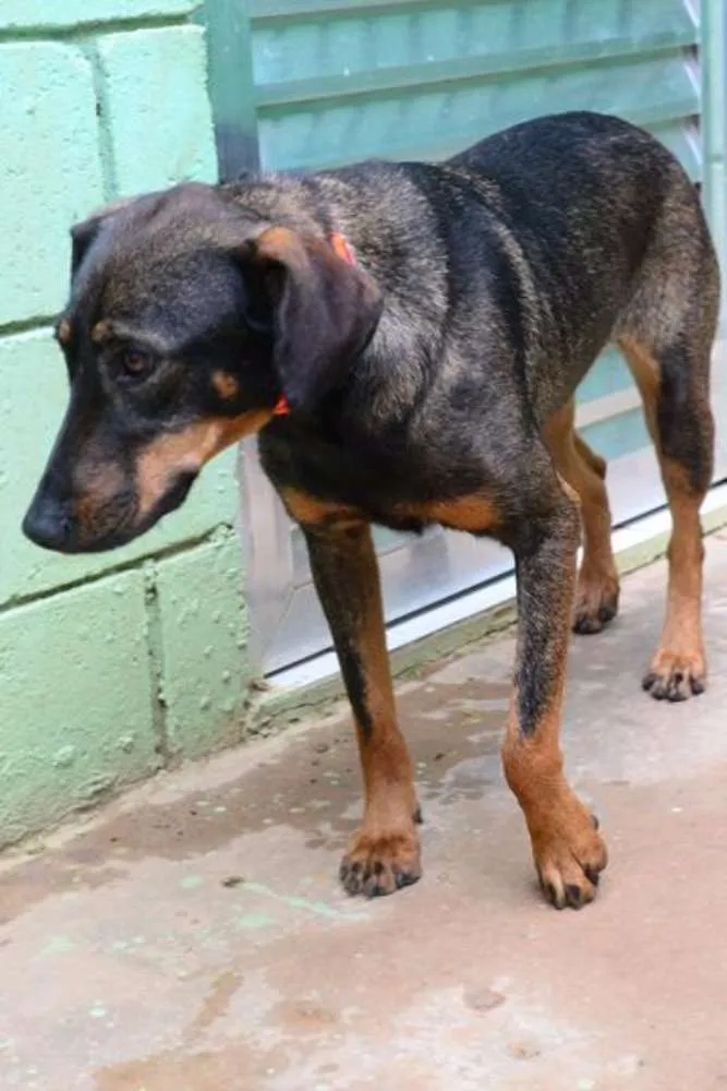 Cachorro ra a SRD idade 3 anos nome LILITH, doce e meiga!