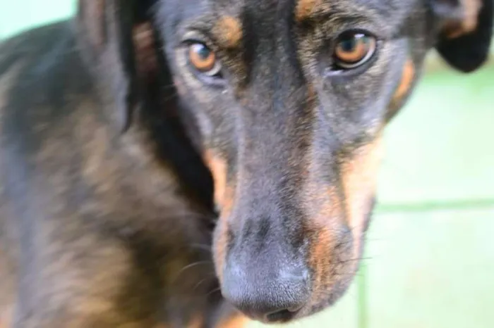 Cachorro ra a SRD idade 3 anos nome LILITH, doce e meiga!