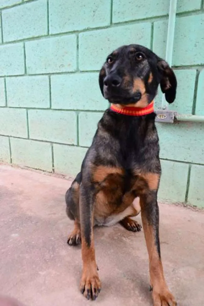 Cachorro ra a SRD idade 3 anos nome LILITH, doce e meiga!