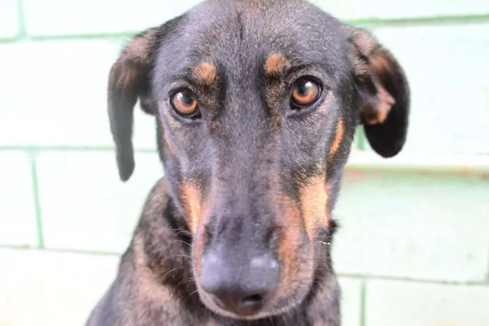 Cachorro ra a SRD idade 3 anos nome LILITH, doce e meiga!