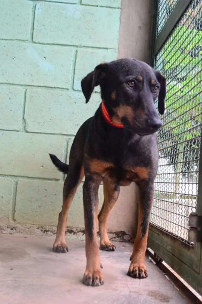 Cachorro ra a SRD idade 3 anos nome LILITH, doce e meiga!