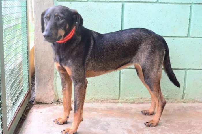 Cachorro ra a SRD idade 3 anos nome LILITH, doce e meiga!