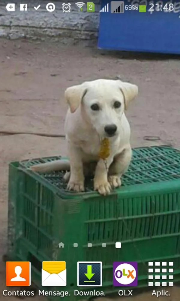Cachorro raça viralata idade 7 a 11 meses nome maylous