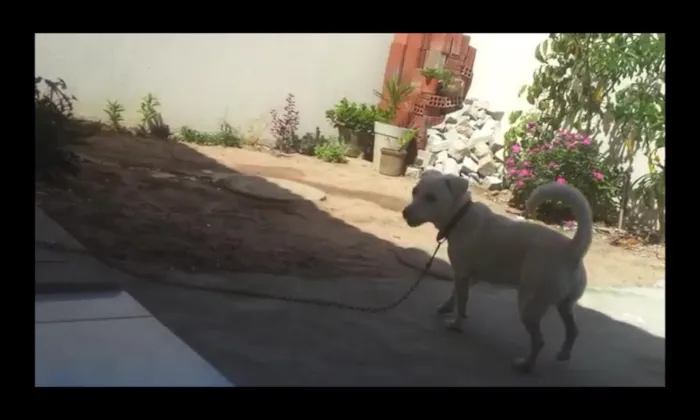 Cachorro raça viralata idade 7 a 11 meses nome maylous