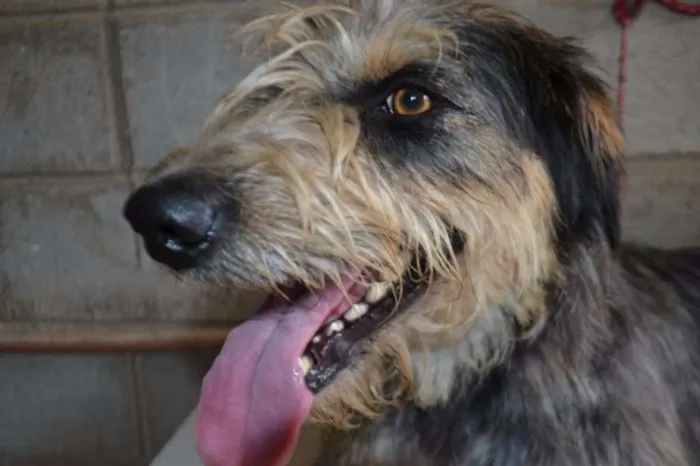 Cachorro ra a SRD idade 3 anos nome LARISSA, linda e al