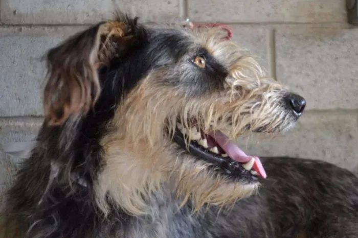 Cachorro ra a SRD idade 3 anos nome LARISSA, linda e al