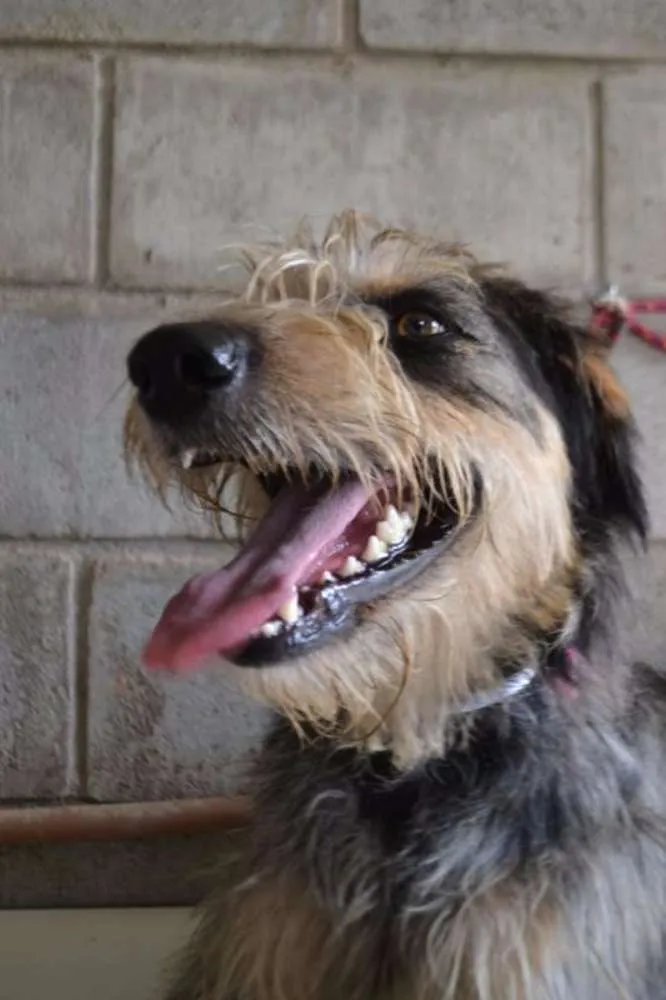 Cachorro ra a SRD idade 3 anos nome LARISSA, linda e al