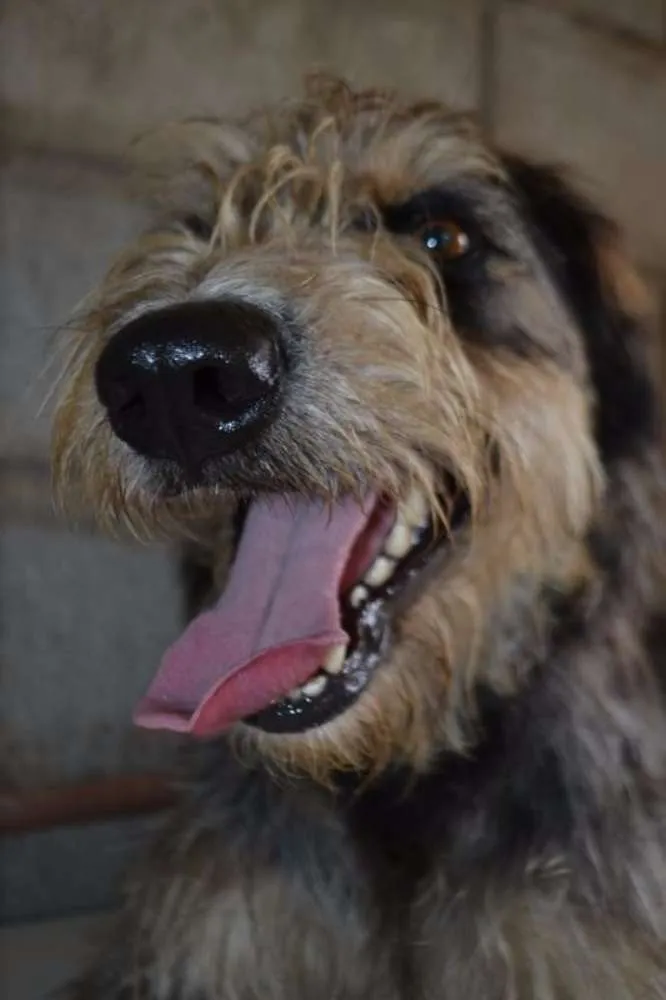 Cachorro ra a SRD idade 3 anos nome LARISSA, linda e al