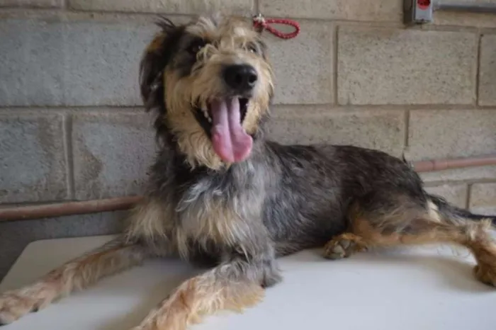 Cachorro ra a SRD idade 3 anos nome LARISSA, linda e al